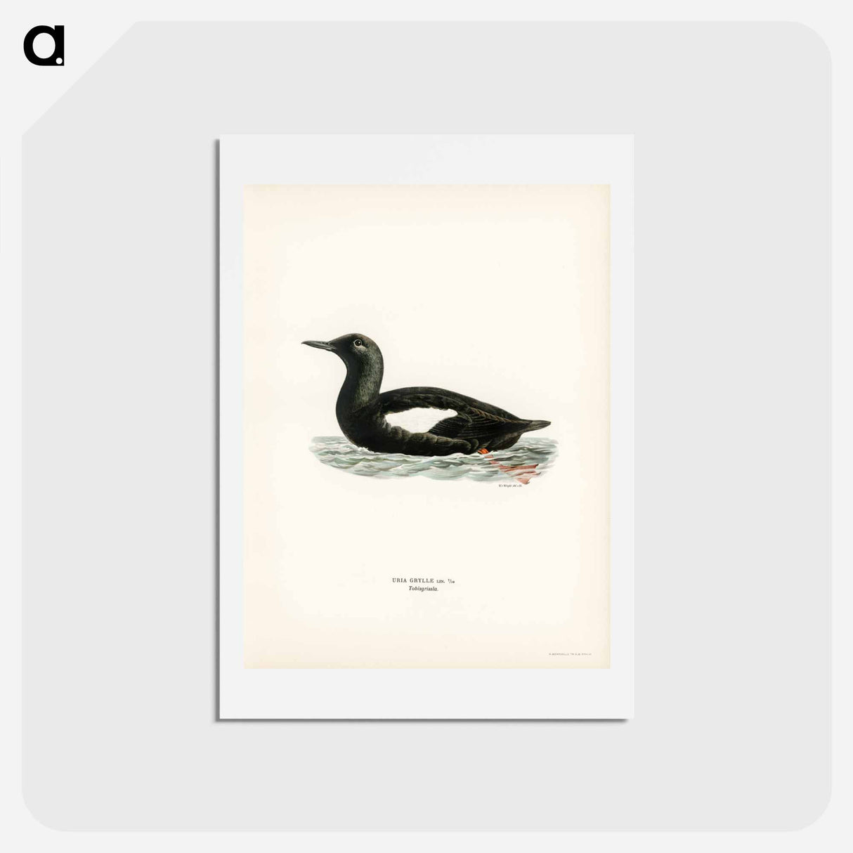 アートポストカード-Black Guillemot
 - スヴェンスカ フォグラル Postcard.