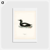 アートポストカード-Black Guillemot
 - スヴェンスカ フォグラル Postcard.