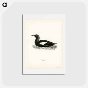 アートポストカード-Black Guillemot
 - スヴェンスカ フォグラル Postcard.