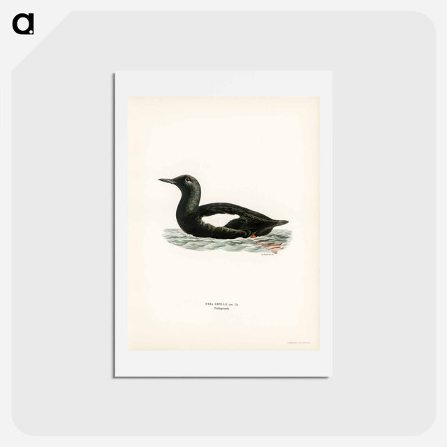 アートポストカード-Black Guillemot
 - スヴェンスカ フォグラル Postcard.