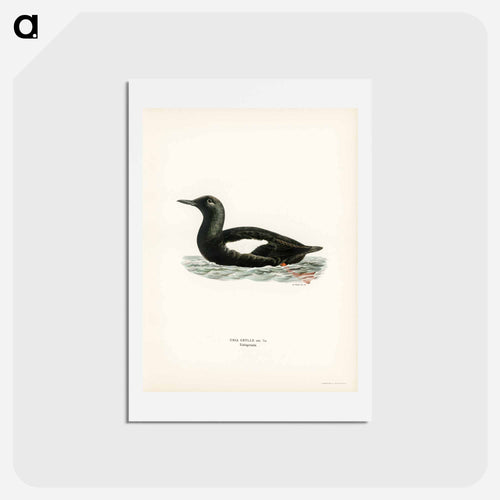 Black Guillemot
 - スヴェンスカ フォグラル Postcard.