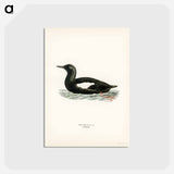 アートポストカード-Black Guillemot
 - スヴェンスカ フォグラル Postcard.