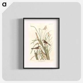 アートポスター-MacGillivray's Finch from Birds of America
 - アメリカの鳥たち Poster.