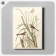 アートパネル-MacGillivray's Finch from Birds of America
 - アメリカの鳥たち Canvas.