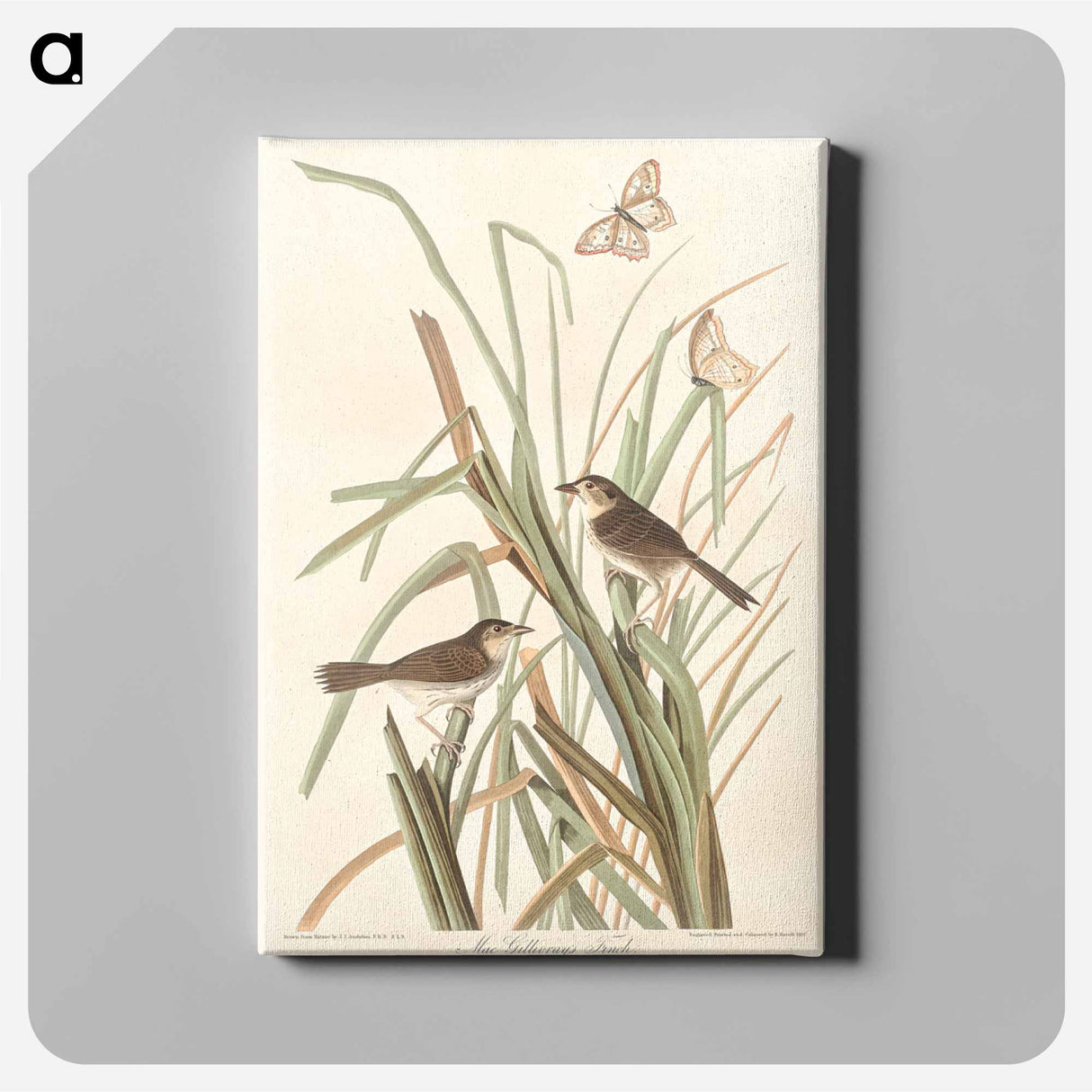 アートパネル-MacGillivray's Finch from Birds of America
 - アメリカの鳥たち Canvas.