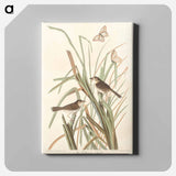 アートパネル-MacGillivray's Finch from Birds of America
 - アメリカの鳥たち Canvas.