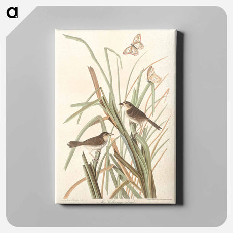 アートパネル-MacGillivray's Finch from Birds of America
 - アメリカの鳥たち Canvas.