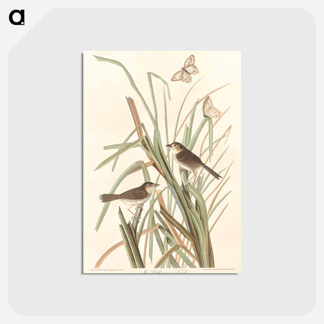 アートポストカード-MacGillivray's Finch from Birds of America
 - アメリカの鳥たち Postcard.