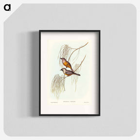 アートポスター-Carinated Flycatcher
 - オーストラリアの鳥 Poster.