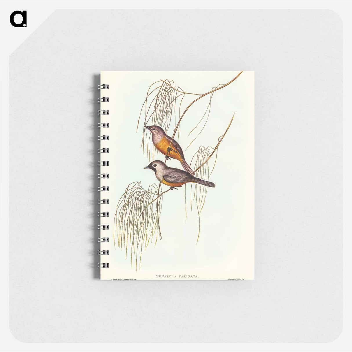 アートメモ帳-Carinated Flycatcher
 - オーストラリアの鳥 Memo.