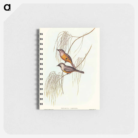 アートメモ帳-Carinated Flycatcher
 - オーストラリアの鳥 Memo.