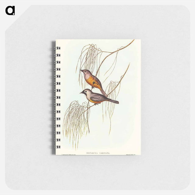 アートメモ帳-Carinated Flycatcher
 - オーストラリアの鳥 Memo.