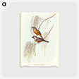 アートポストカード-Carinated Flycatcher
 - オーストラリアの鳥 Postcard.