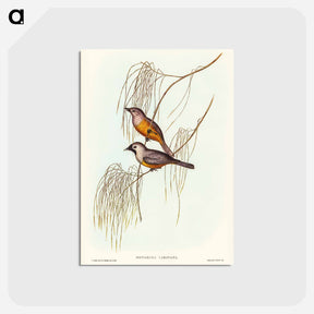 アートポストカード-Carinated Flycatcher
 - オーストラリアの鳥 Postcard.