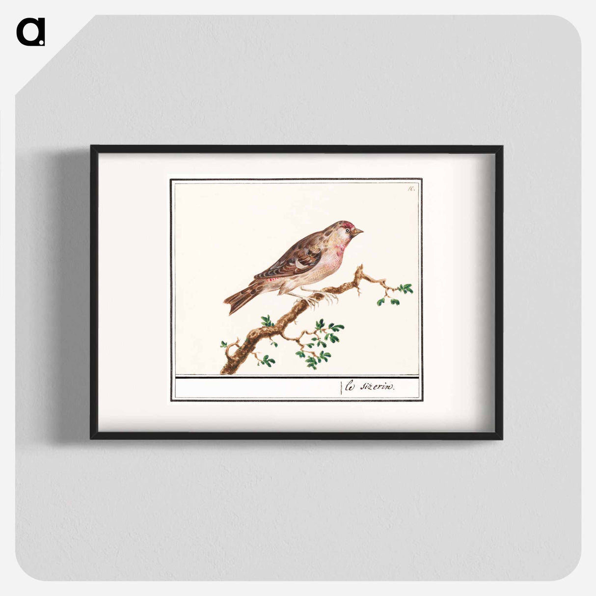 Redpoll - アンセルムス ボエティウス デ ブート Poster.