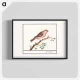 Redpoll - アンセルムス ボエティウス デ ブート Poster.