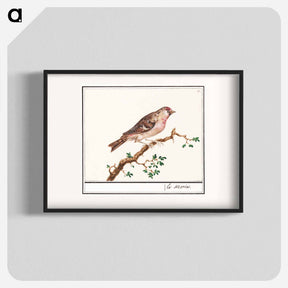 アートポスター-Redpoll - アンセルムス ボエティウス デ ブート Poster.