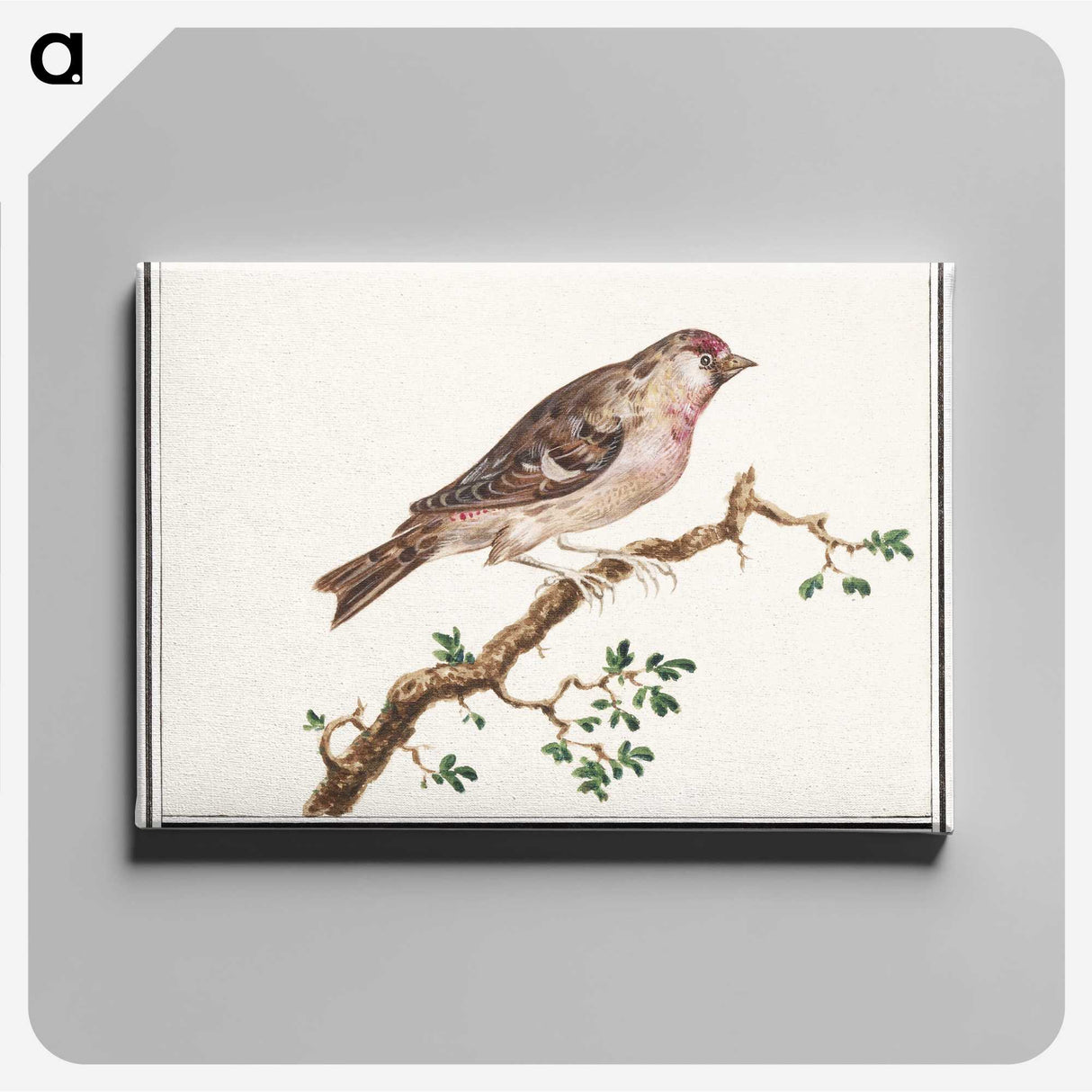 3-9_Anselmus-Boetius-de-Boodt_canvas