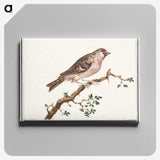 3-9_Anselmus-Boetius-de-Boodt_canvas