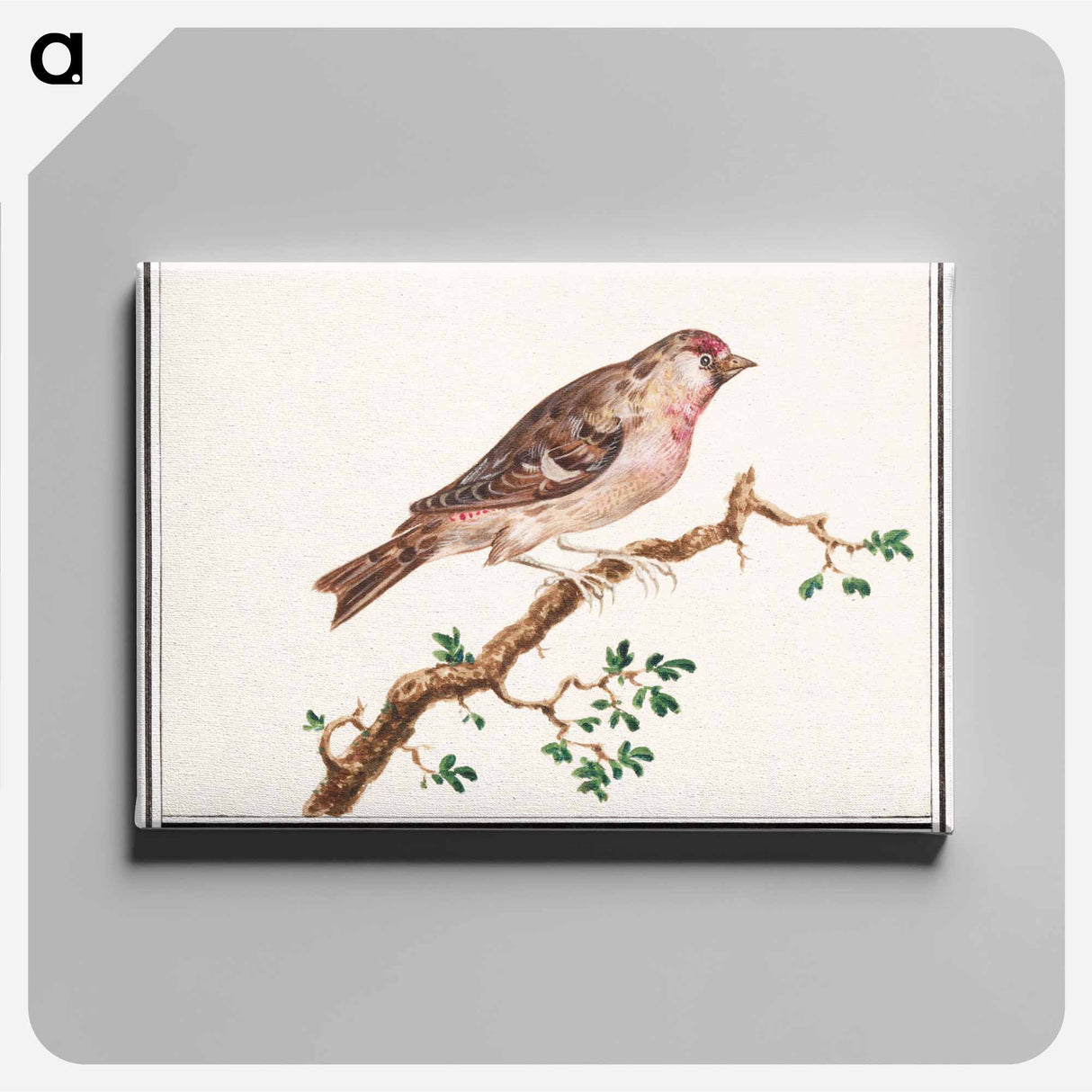 Redpoll - アンセルムス ボエティウス デ ブート Canvas.