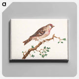 Redpoll - アンセルムス ボエティウス デ ブート Canvas.