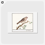 3-9_Anselmus-Boetius-de-Boodt_hagaki