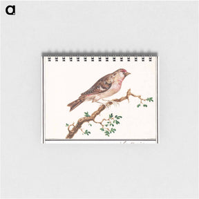 アートメモ帳-Redpoll - アンセルムス ボエティウス デ ブート Memo.