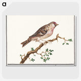 3-9_Anselmus-Boetius-de-Boodt_picture-crop
