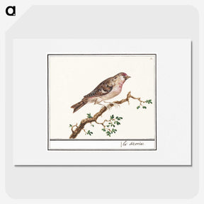 3-9_Anselmus-Boetius-de-Boodt_picture