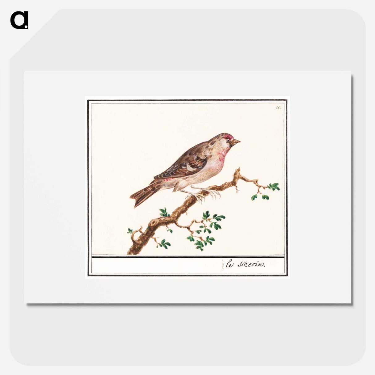 Redpoll - アンセルムス ボエティウス デ ブート Poster.