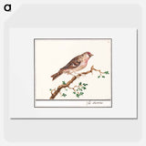 Redpoll - アンセルムス ボエティウス デ ブート Poster.