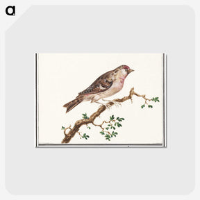 3-9_Anselmus-Boetius-de-Boodt_postcard