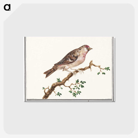 3-9_Anselmus-Boetius-de-Boodt_postcard