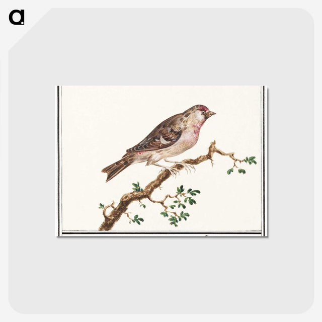 3-9_Anselmus-Boetius-de-Boodt_postcard