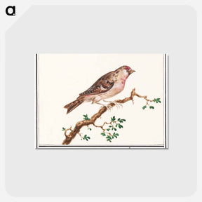 アートポストカード-Redpoll - アンセルムス ボエティウス デ ブート Postcard.