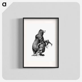アートポスター-Grizzly Bear from Amerika
 - 大英図書館 Poster.