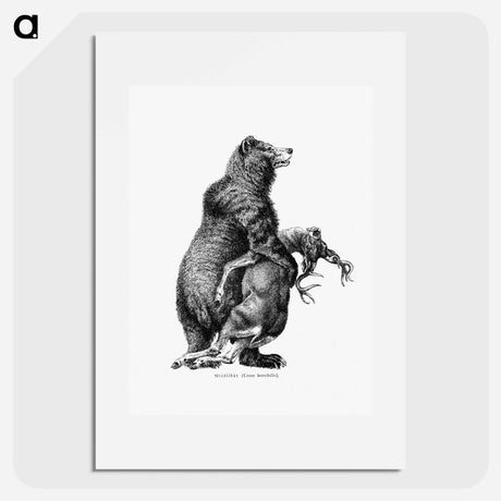 アートポスター-Grizzly Bear from Amerika
 - 大英図書館 Poster.