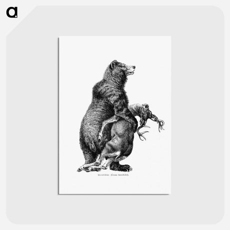 アートポストカード-Grizzly Bear from Amerika
 - 大英図書館 Postcard.