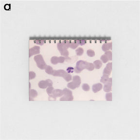 3-9_COVID-19_memo