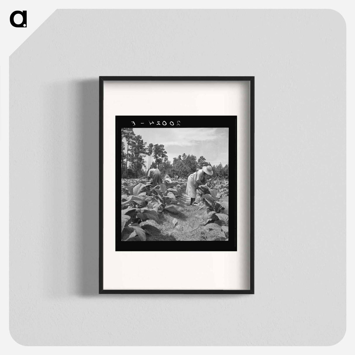 Tenants Topping and Suckering Tobacco Plants - ドロテア ラング Poster.