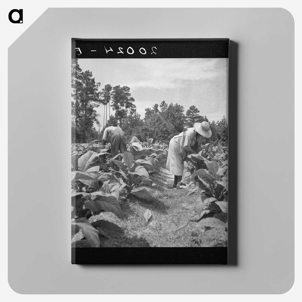3-9_Dorothea-Lange_canvas