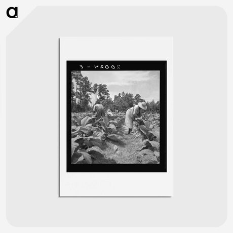 3-9_Dorothea-Lange_hagaki