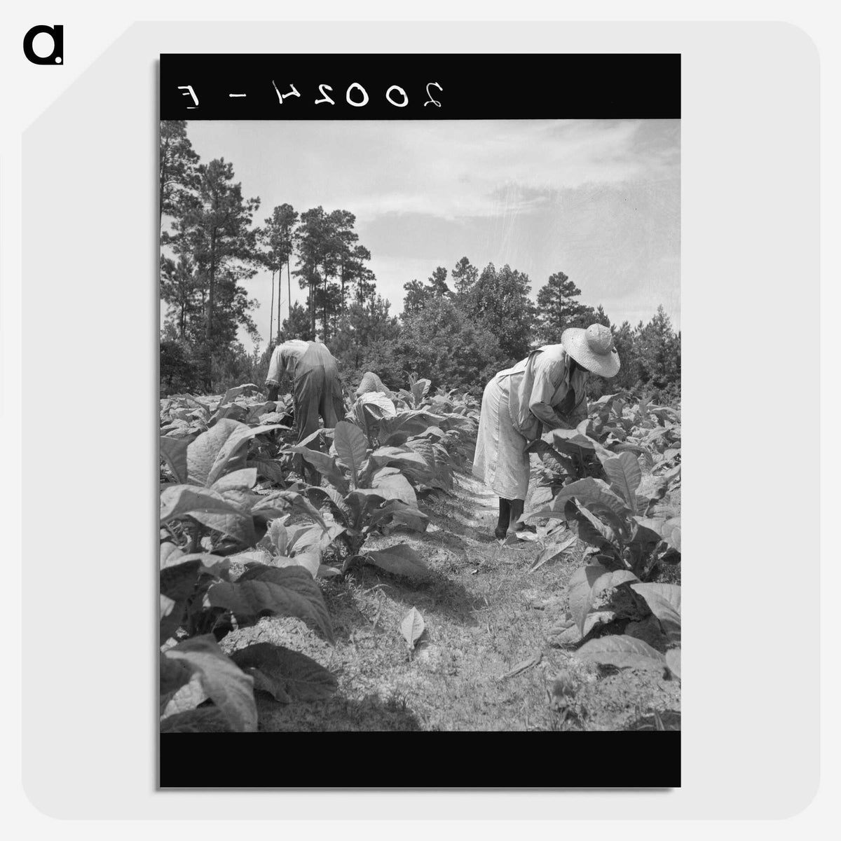 3-9_Dorothea-Lange_picture-crop