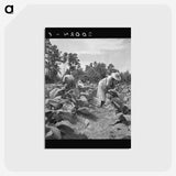 3-9_Dorothea-Lange_postcard