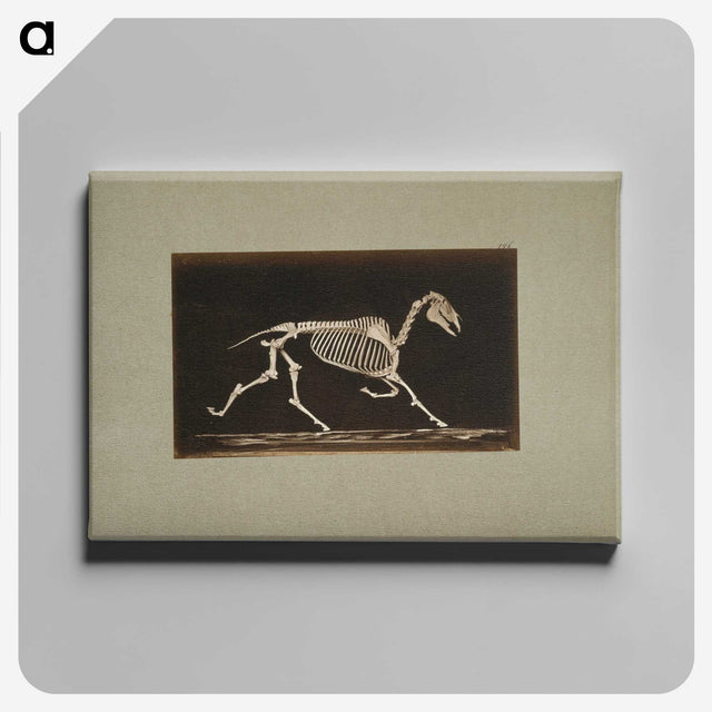 3-9_Eadweard-Muybridge_canvas