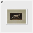 アートポストカード-Trotting Horse Skeleton
 - エドワード マイブリッジ Postcard.