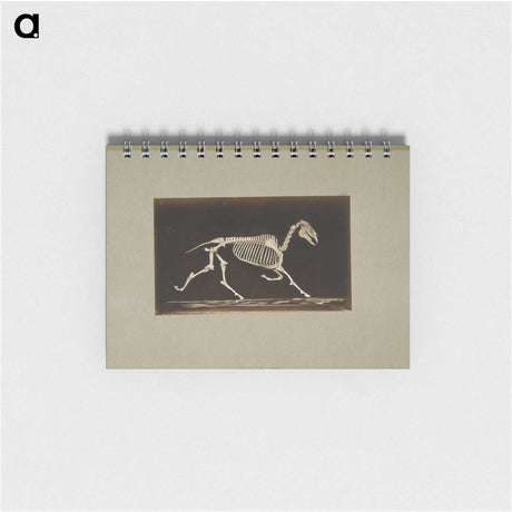 3-9_Eadweard-Muybridge_memo