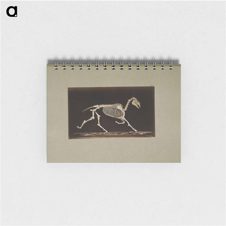 アートメモ帳-Trotting Horse Skeleton
 - エドワード マイブリッジ Memo.