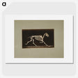 3-9_Eadweard-Muybridge_picture