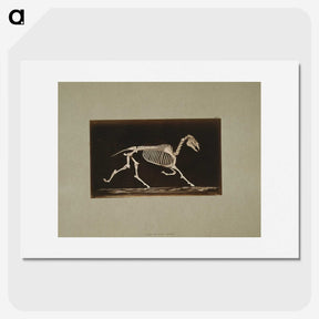 3-9_Eadweard-Muybridge_picture